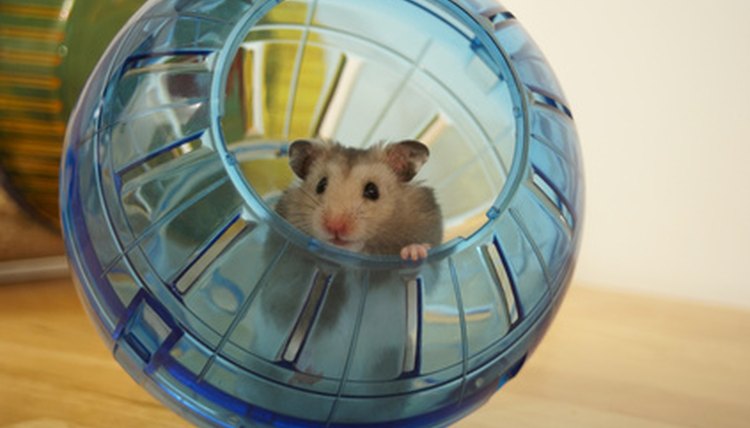 extra large hamster ball for cats