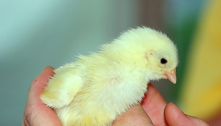 Baby Chick One Day Old image by Steve Byland from Fotolia.com