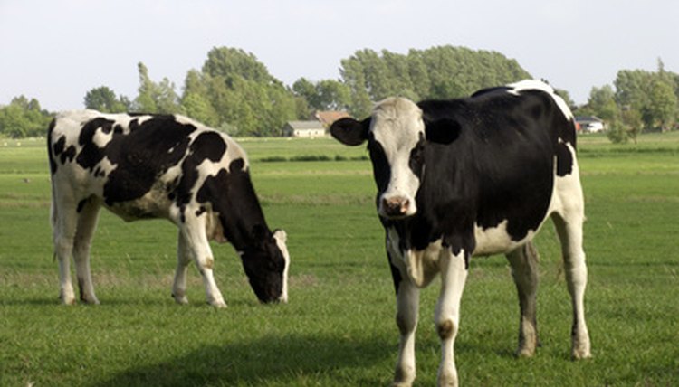 Dutch cows image by Robert Soen from Fotolia.com