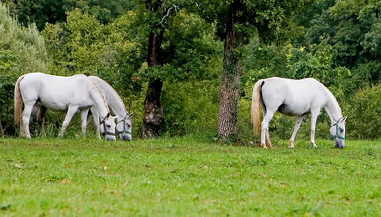 three graces - horses image by leprechaun from Fotolia.com