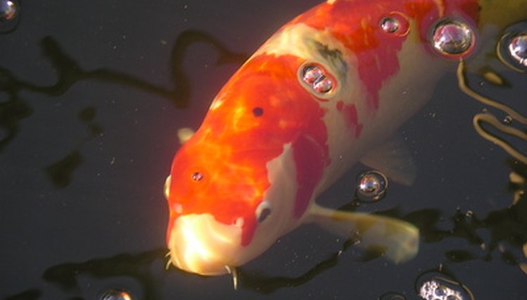 contented koi image by Geoff Hobbs from Fotolia.com