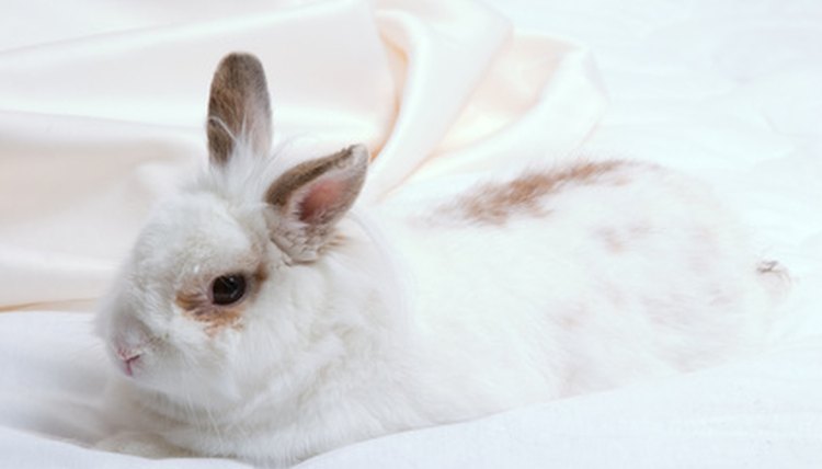 white rabbit image by NiDerLander from Fotolia.com