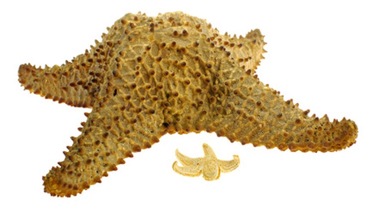 big and small starfishes image by Igor Groshev from Fotolia.com