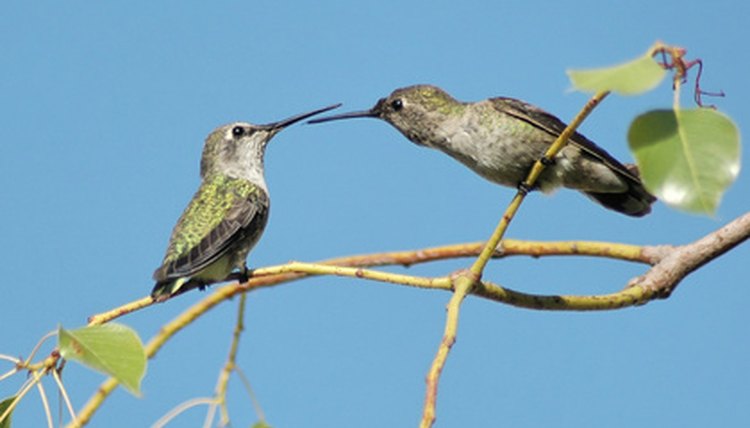 two hummingbirds on branches image by Clarence Alford from Fotolia.com