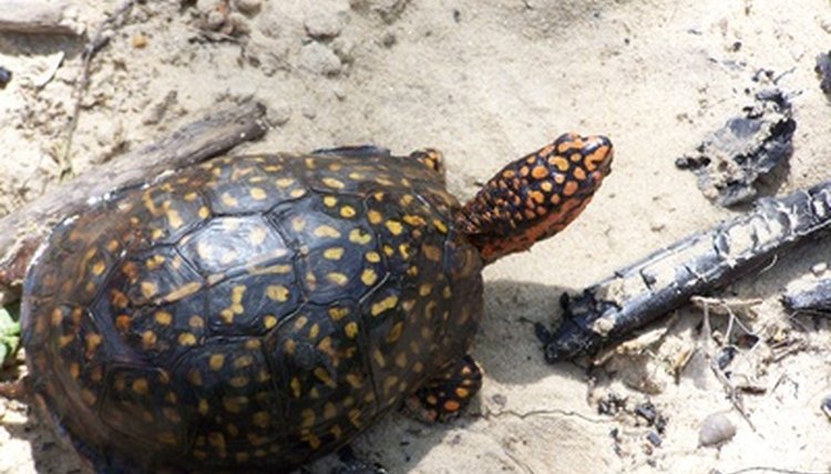 turtle image by tomcat2170 from Fotolia.com