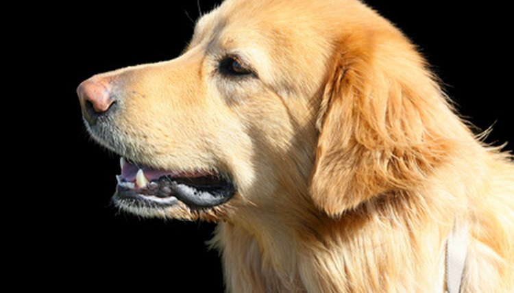 golden retriever blond, fond noir image by ricky_68fr from Fotolia.com