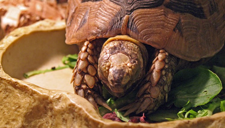 turtle image by pearlguy from Fotolia.com