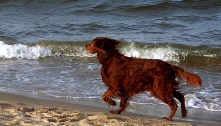Dog image by Miron Kostiukov from Fotolia.com