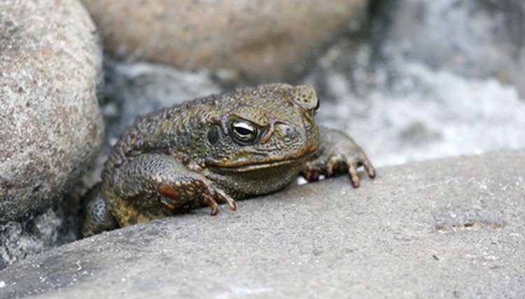 crapaud buffle image by Christophe Fouquin from Fotolia.com