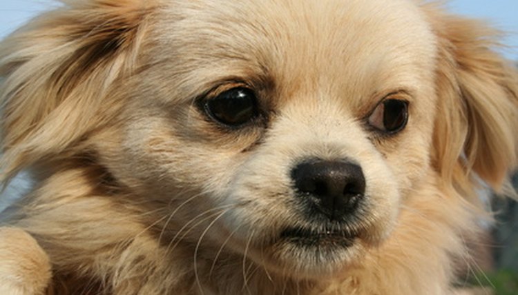 dog image by Bobi from Fotolia.com
