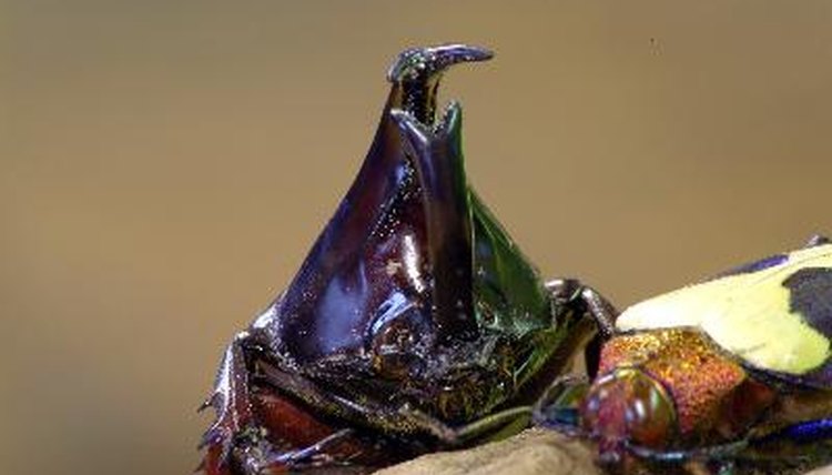 bugs and beetles image by Peter Thornhill from Fotolia.com