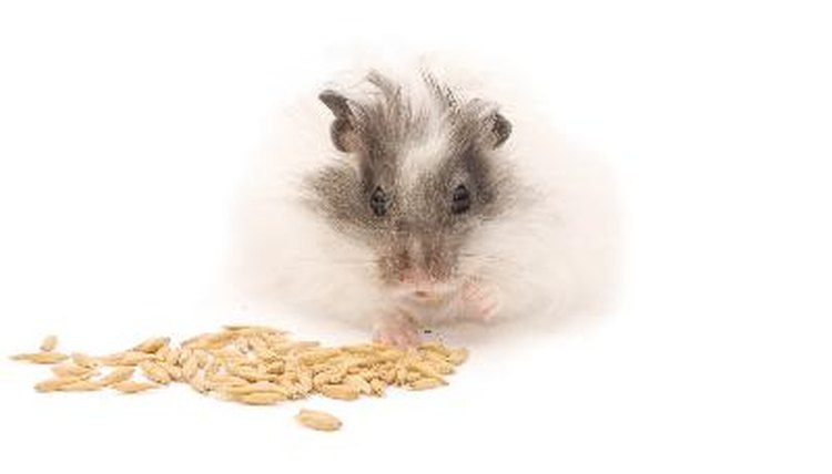 Hamster eating Oats grains image by Ilona Baha from Fotolia.com