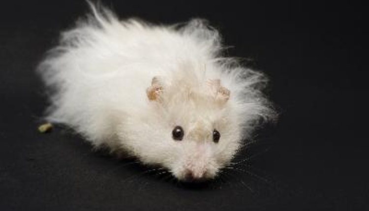 Hamster image by anna karwowska from Fotolia.com