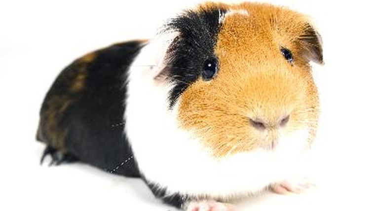 guinea pig against a white background image by Ramona smiers from Fotolia.com
