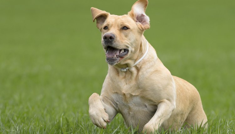 How to Reduce Shedding in a Yellow Lab Dog | Animals - mom.me