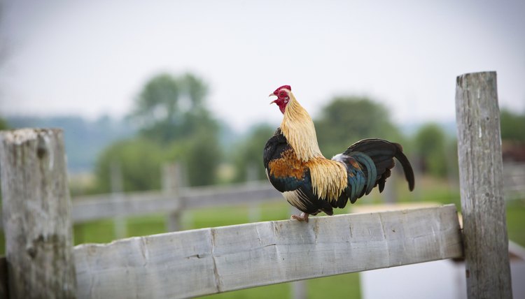 Why Do Roosters Crow? | Animals - Mom.me