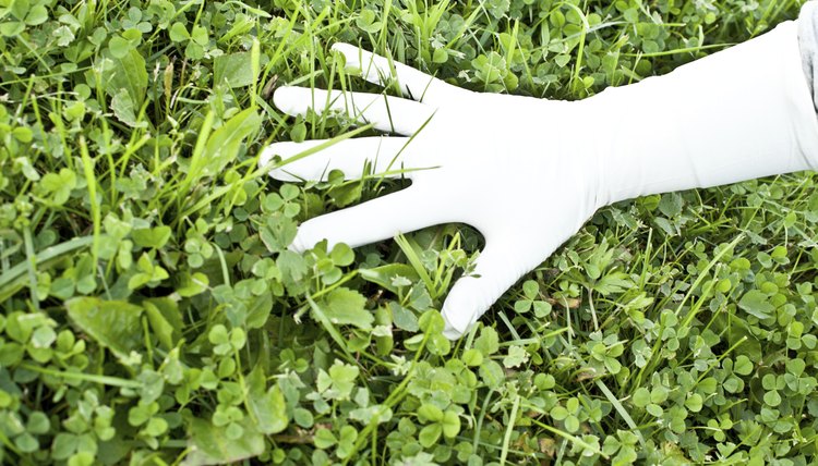 Botanist at work