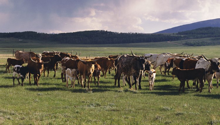 Herd of cattle