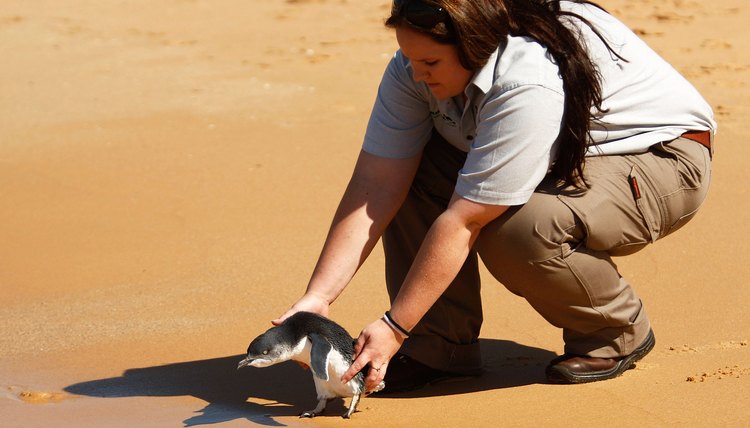 Little Penguins Return To The Sea After Taronga Zoo Rescue