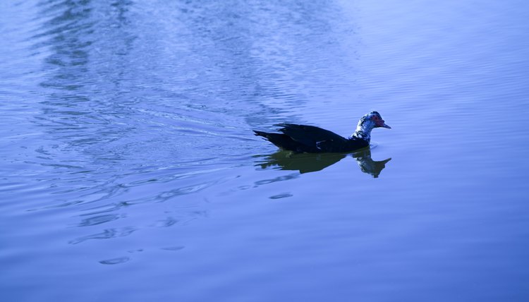 Thinkstock Images/Comstock/Getty Images