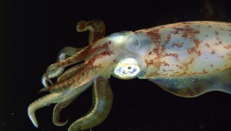 what-is-the-classification-for-squids-animals-mom-me