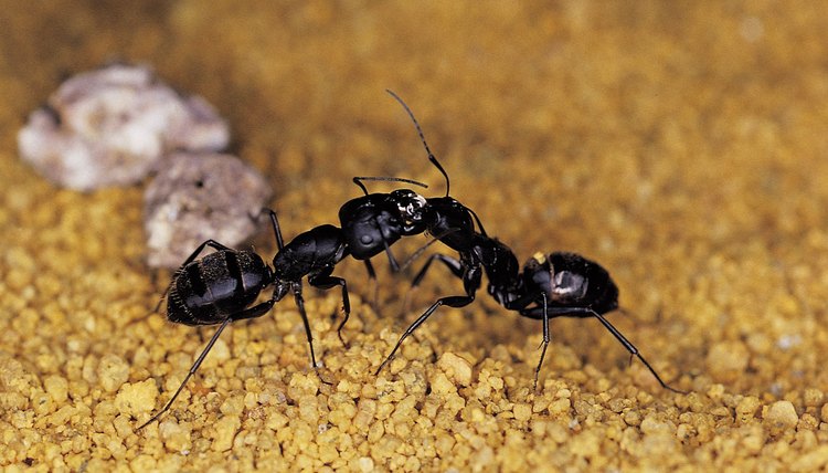 How to Get Rid of Flying Ants Outside | Animals - mom.me
