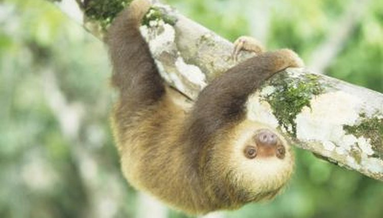 Two Toed Sloths Diet And What They Eat