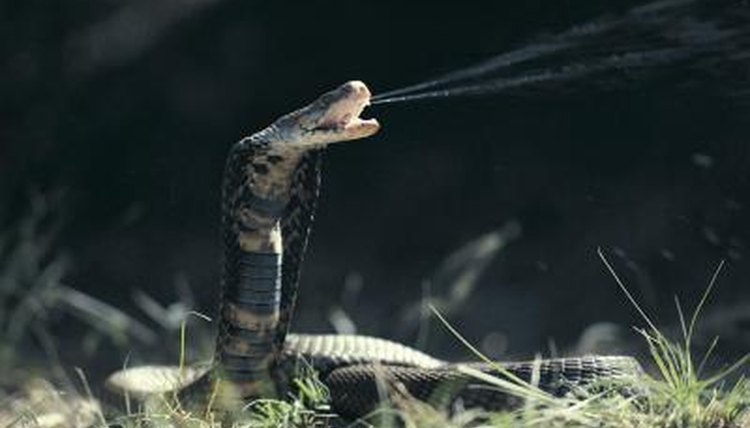 Where does the king cobra live?