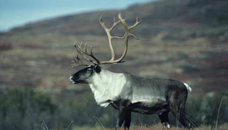 What are adaptations of caribou moss?