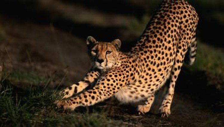 Anup Shah/Photodisc/Getty Images