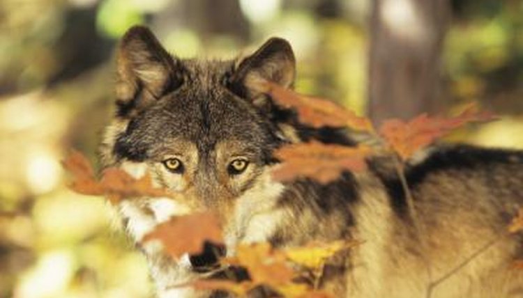 Physical Adaptation of the Gray Wolf | Animals - mom.me