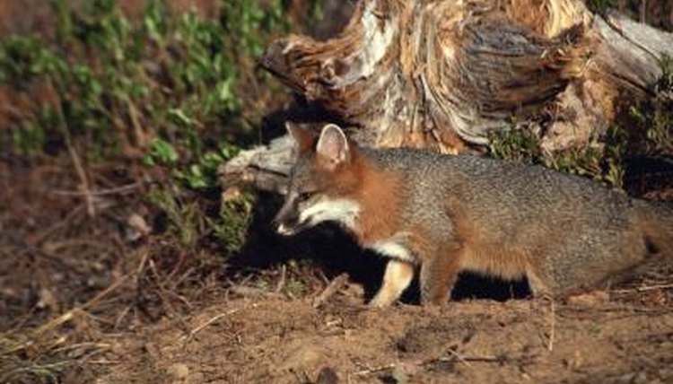 Common Gray Fox Diet