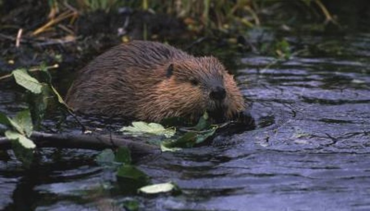 Why do beavers build dams?