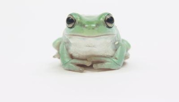 How do frogs breathe underwater?