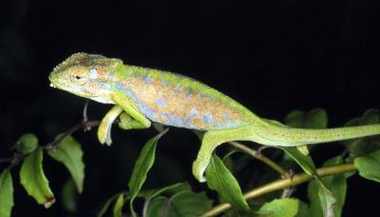 In What Regions Do Chameleons Live? | Animals - mom.me