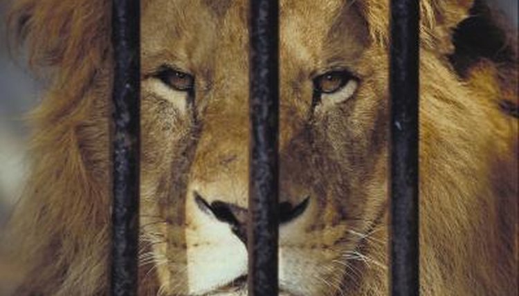 What Are the Dangers of Captive Animals? | Animals - mom.me