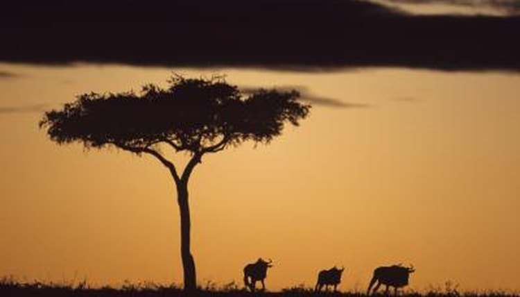 Anup Shah/Digital Vision/Getty Images