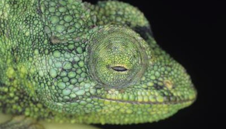 Where do chameleons live in the wild?