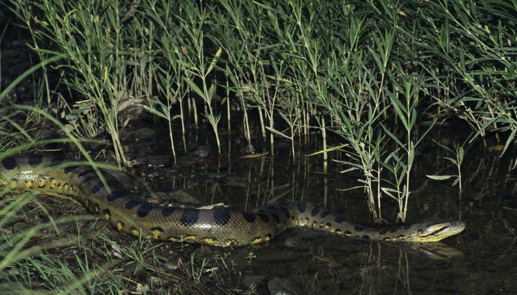 what-adaptations-do-anacondas-have-to-survive-sciencing