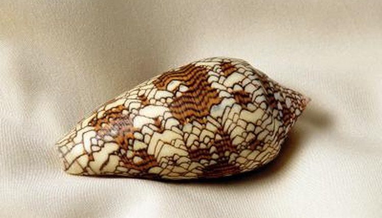 north-american-poisonous-cone-snails-animals-mom-me