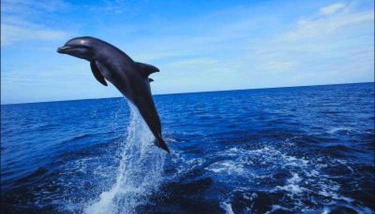 What is a dolphin's niche in its environment?