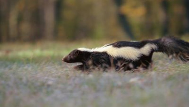 How Does a Skunk Survive in the Wild Biology Diagrams