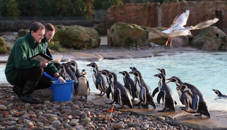 London Zoo's Annual Animal Stocktake