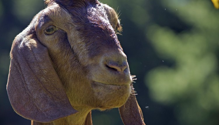 How to Care for Nubian Goats | Animals - mom.me