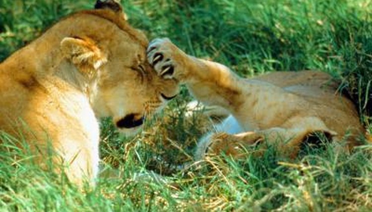 The Adaptations of a Lion's Claws | Animals - mom.me