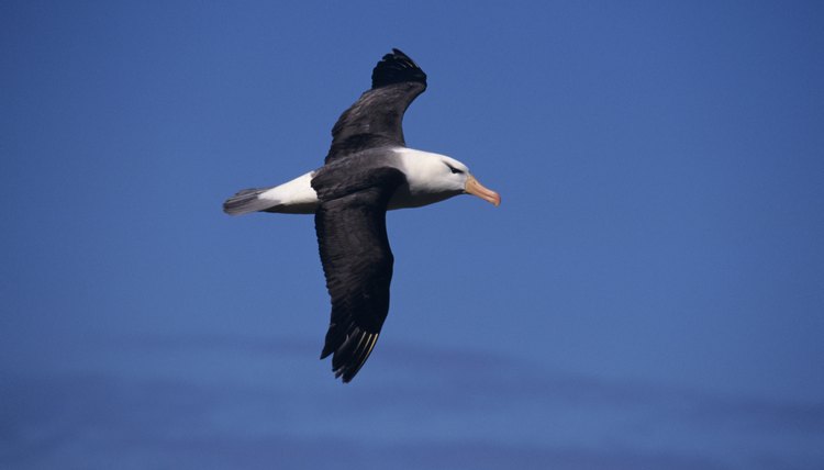 albatross the rime of ancient mariner
