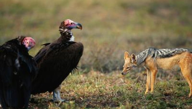 are-vultures-dangerous-animals-mom-me