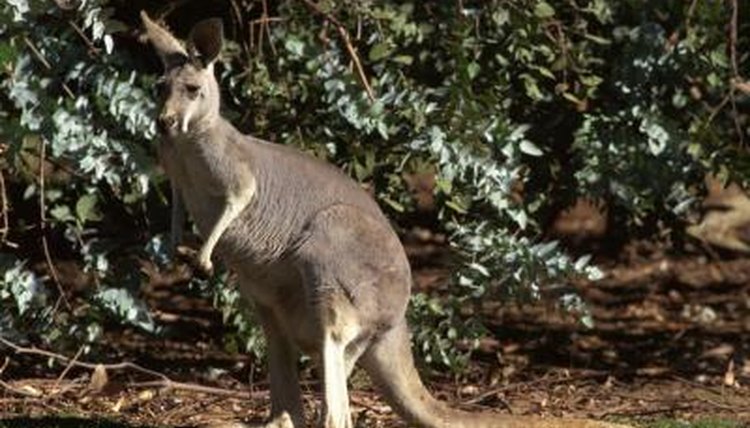 What kinds of animals eat kangaroos?