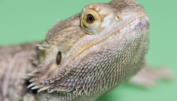 Where Are a Bearded Dragon's Ears? | Animals - mom.me