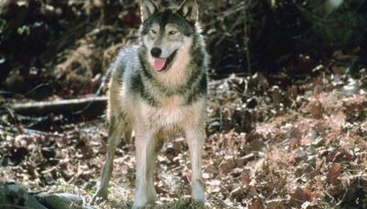 Facts About Wolves &amp; Camouflage Animals mom.me